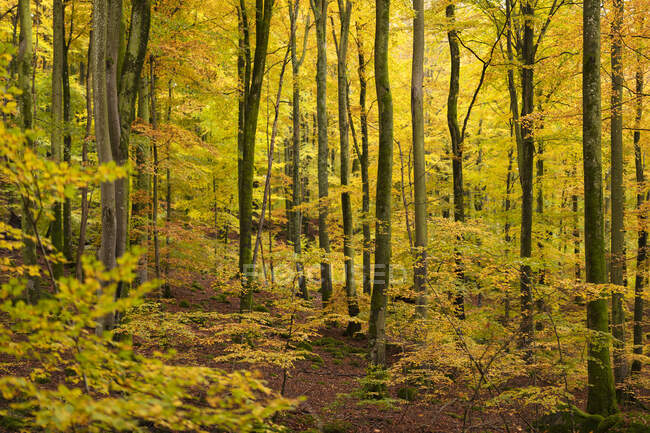 Vista panorâmica das árvores na floresta — Fotografia de Stock