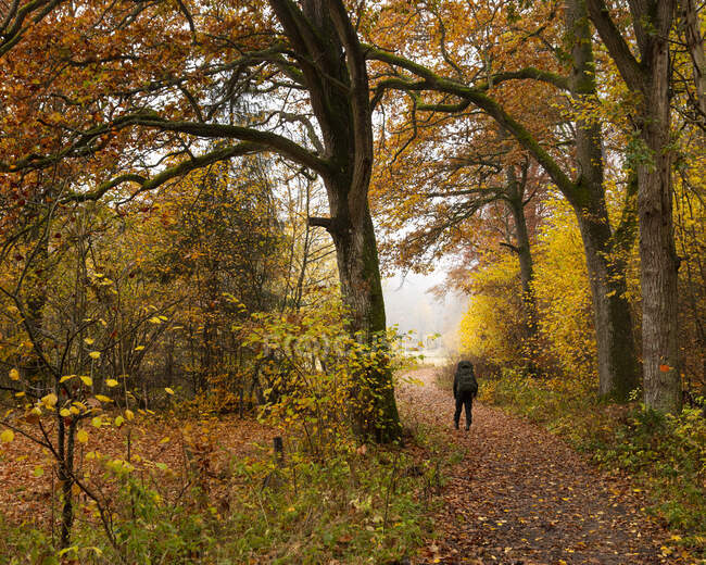 Frau wandert im Herbst im Wald — Stockfoto