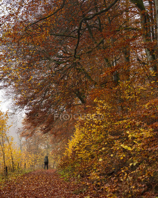 Femme randonnée en forêt à l'automne — Photo de stock