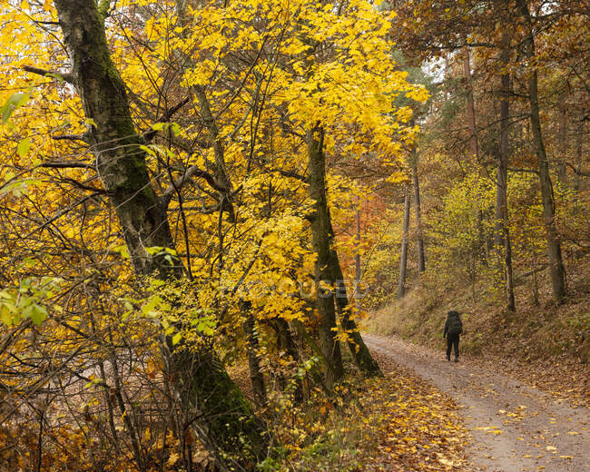 Woman hiking in forest during autumn — Stock Photo