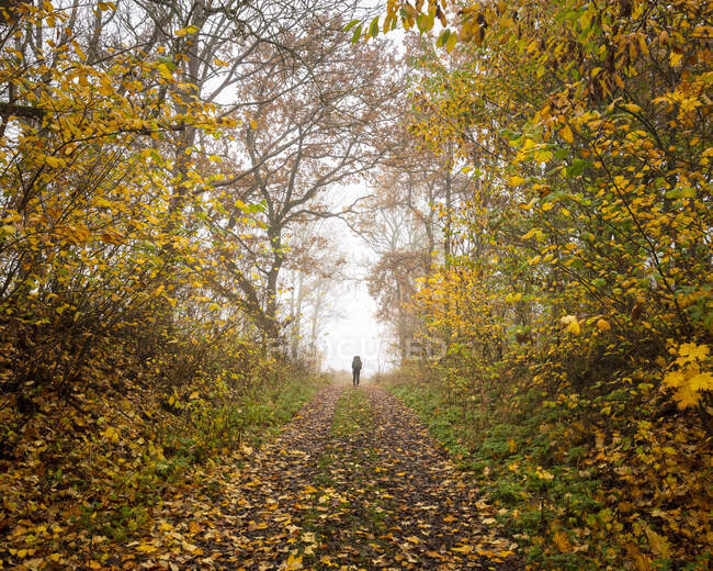 Жінки восени ходять у лісі. — стокове фото