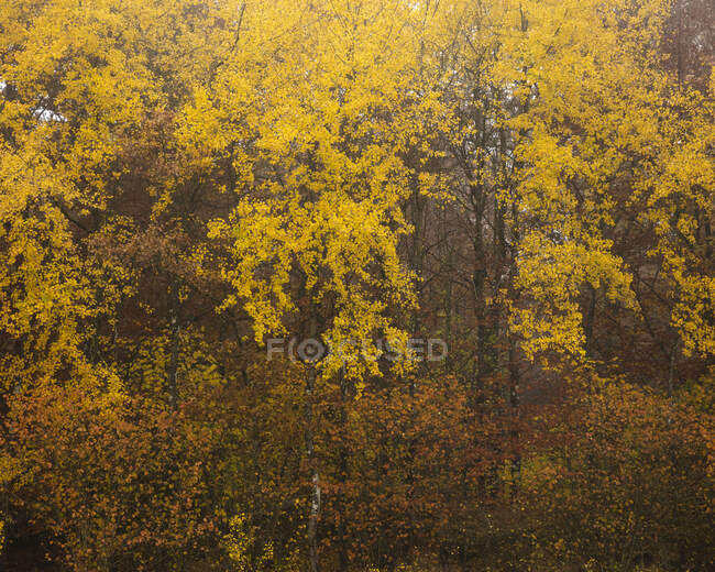 Сценічний вид на ліс осінню. — стокове фото