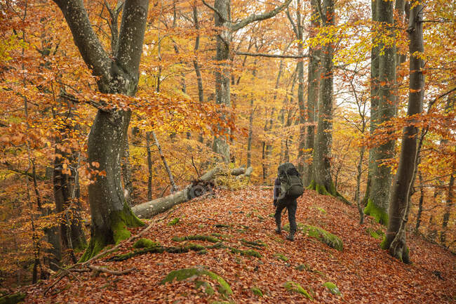 Woman hiking in forest during autumn — Stock Photo