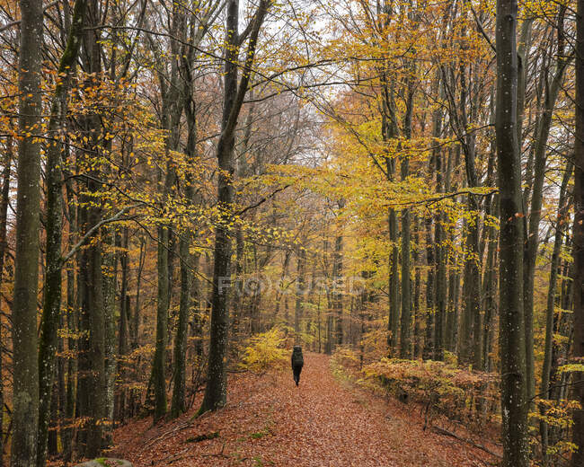 Donna escursioni nella foresta durante l'autunno — Foto stock