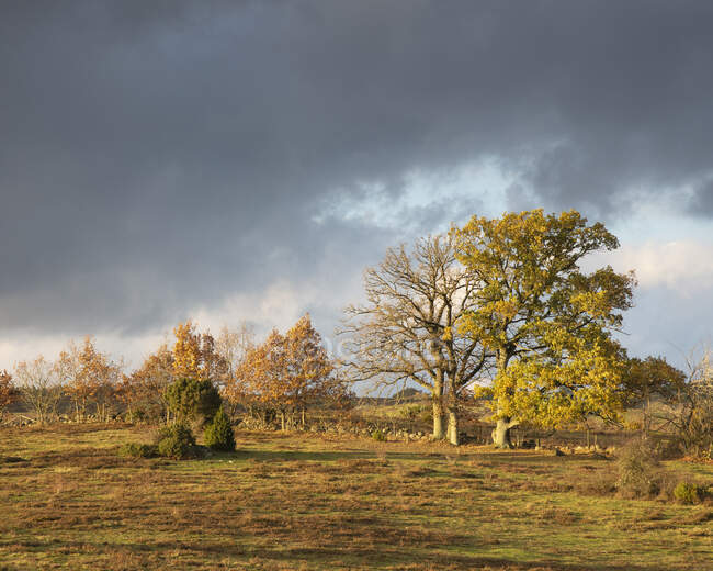Живописный вид на деревья в поле — стоковое фото
