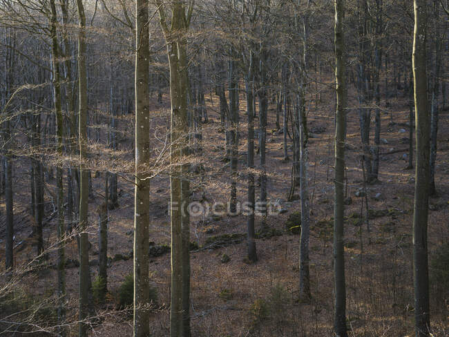 Scenic view of Trees in forest — Fotografia de Stock