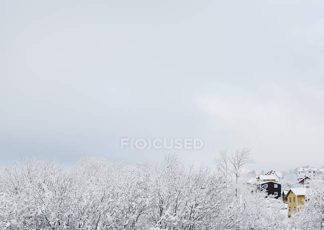 Forêt dans la neige en hiver — Photo de stock