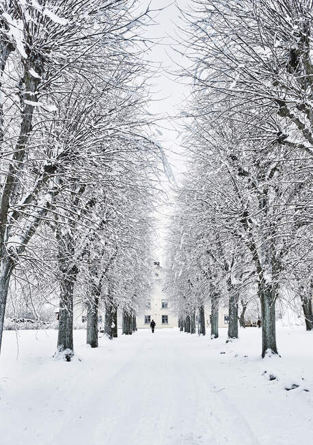 Árvores nuas na neve — Fotografia de Stock