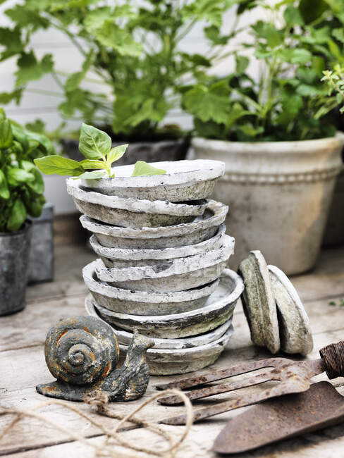 Piante in vaso e attrezzi da giardino in serra — Foto stock