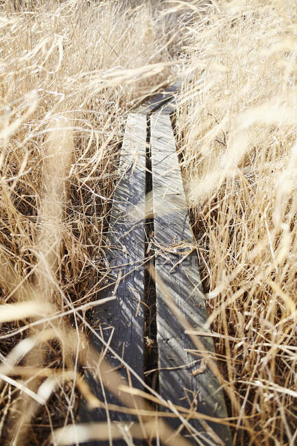 Calçadão através de grama longa — Fotografia de Stock
