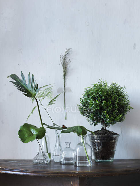 Растения в стеклянных банках на деревянном столе — стоковое фото