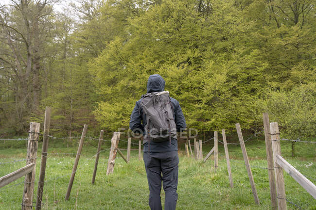 Rear view of man hiking between fences by trees in Lerum, Sweden — Stock Photo