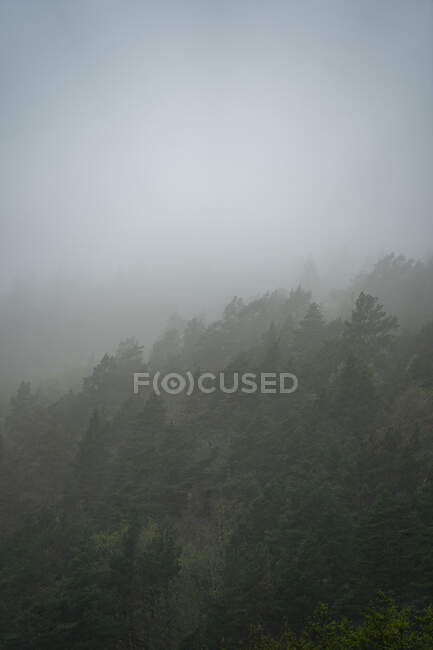 Foresta nebbiosa in autunno — Foto stock