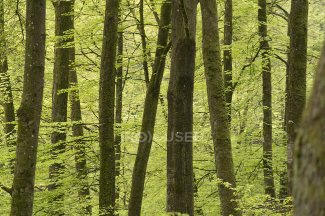 Tree trunks in lush forest — Stock Photo