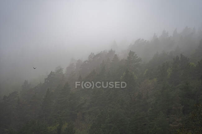 Floresta nebulosa no outono — Fotografia de Stock