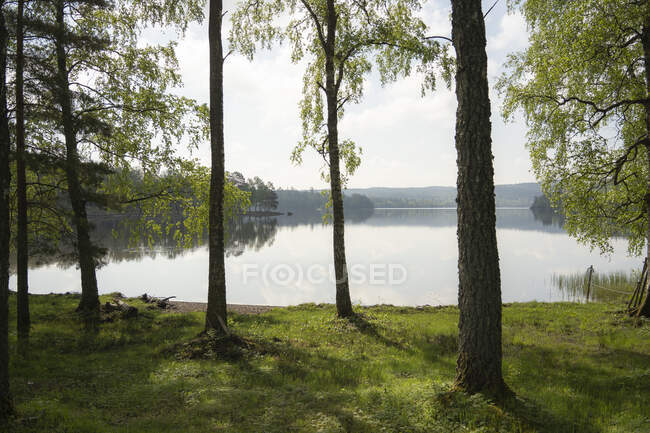 Trees by lake in summer — Stock Photo