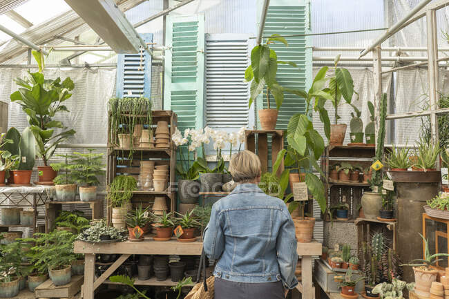 Rear view of woman in greenhouse — Stock Photo