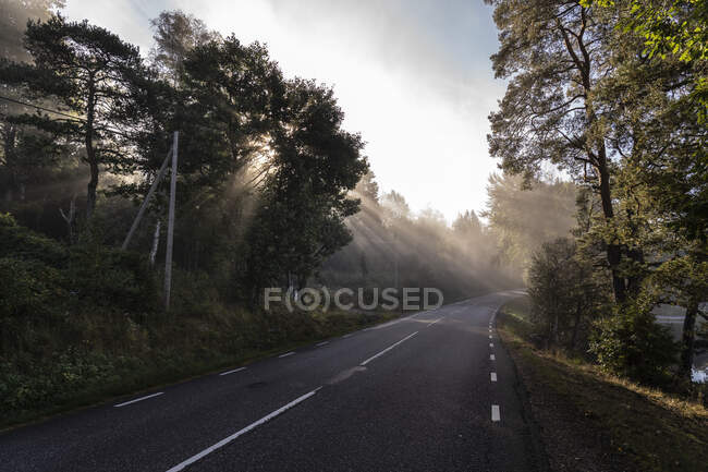 Живописный вид на шоссе через лес — стоковое фото