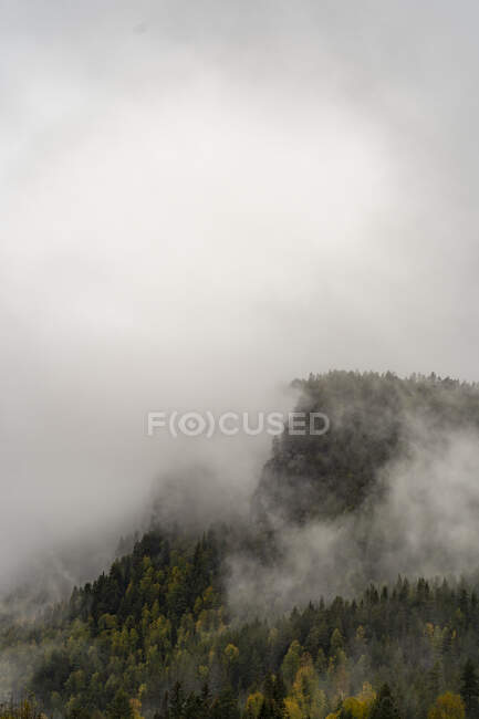 Brouillard sur la forêt de montagne — Photo de stock