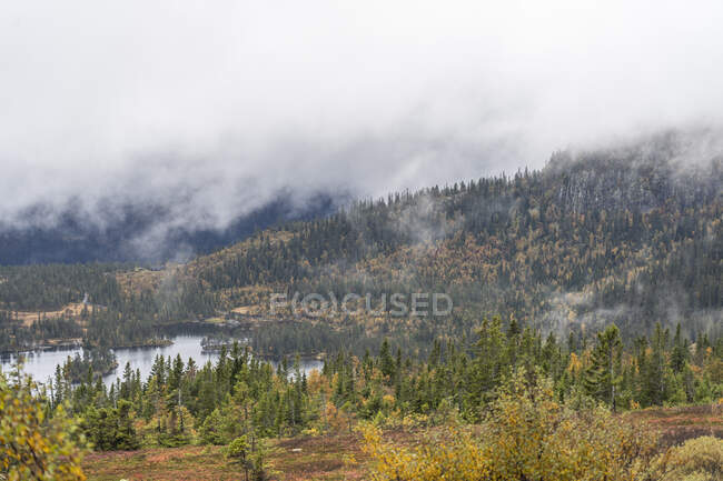 Niebla sobre bosque de montaña en invierno - foto de stock