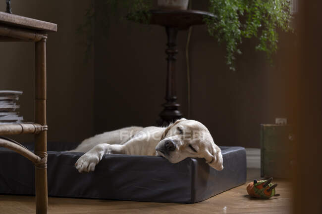 Спляча собака крупним планом — стокове фото