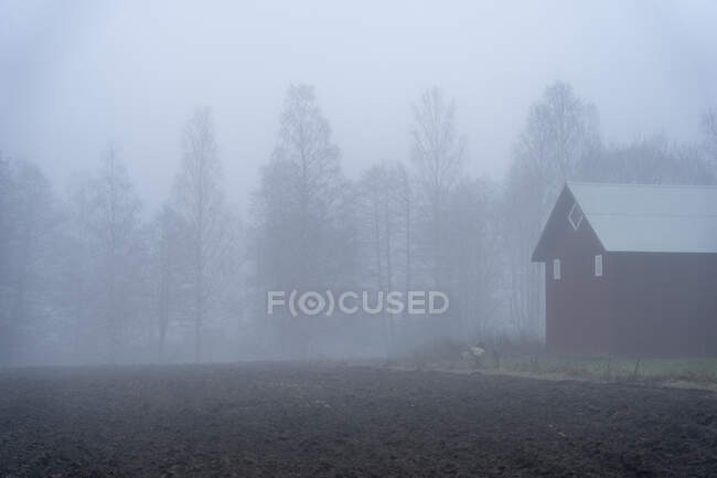 Амбар и лес на ферме в тумане — стоковое фото