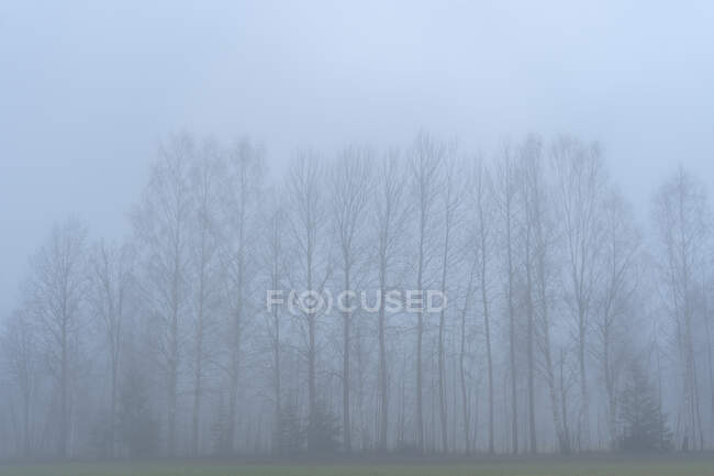 Árvores nuas no nevoeiro — Fotografia de Stock
