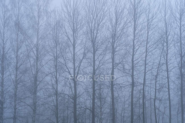 Arbres nus dans le brouillard — Photo de stock