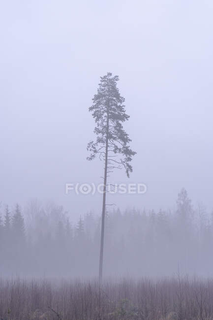 Сосна в туман — стокове фото