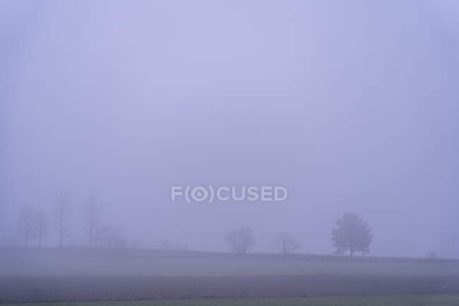 Árboles en la colina bajo la niebla - foto de stock
