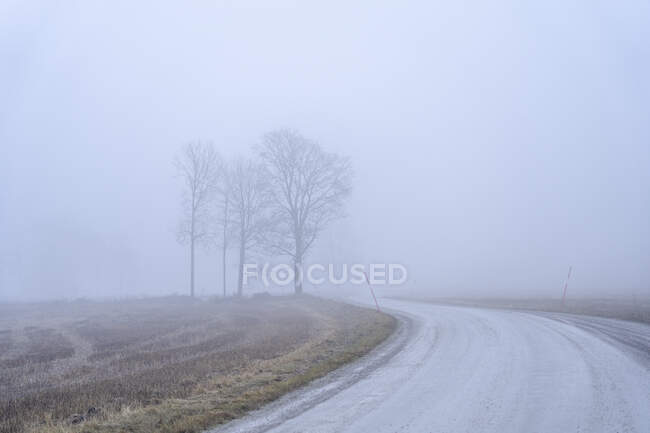 Highway and trees in fog — Stock Photo
