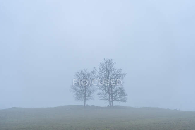 Árboles desnudos en la niebla - foto de stock