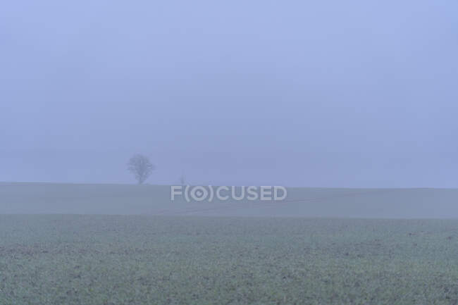 Arbres nus dans le brouillard — Photo de stock