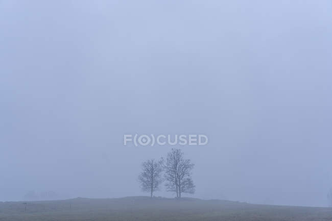 Alberi nudi nella nebbia — Foto stock