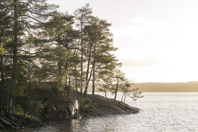 Дерева на озеро на заході сонця — стокове фото