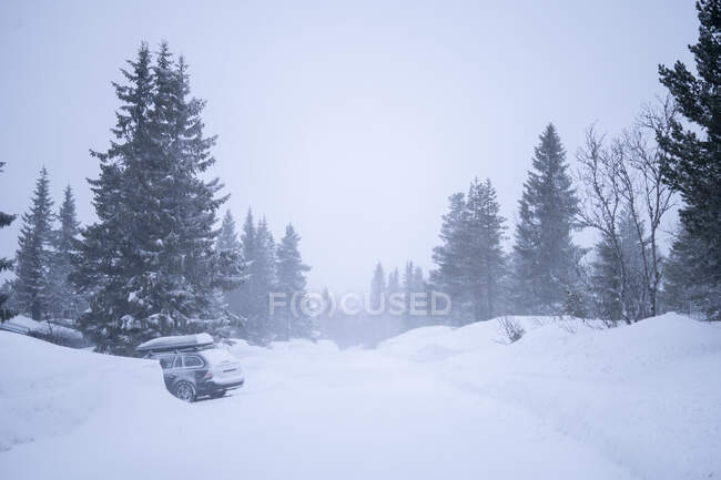 Pinos y nieve - foto de stock