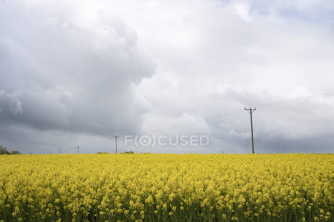 Rapsfeld unter Wolken — Stockfoto