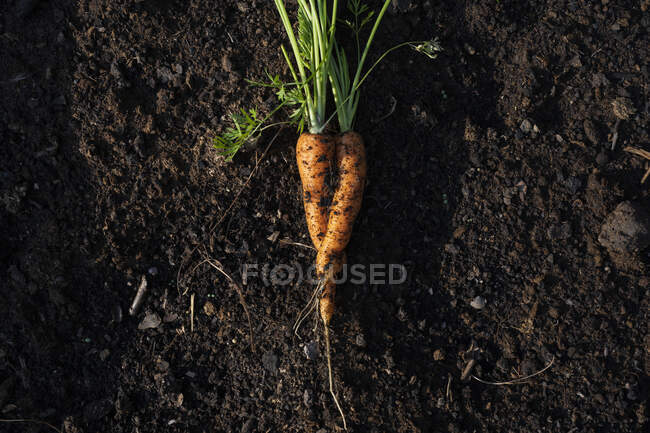 Carrot in soil top view — Stock Photo