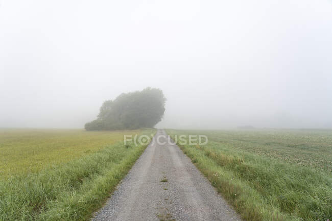 Tree, field, and rural road under fog — Stock Photo