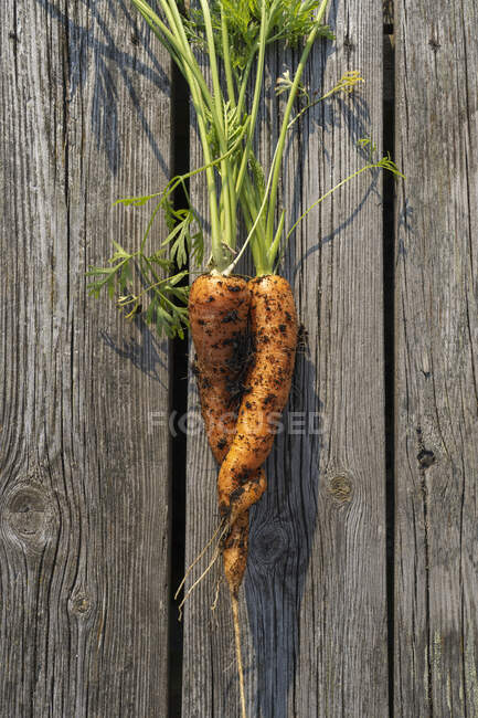 Zanahoria en la cubierta vista superior - foto de stock