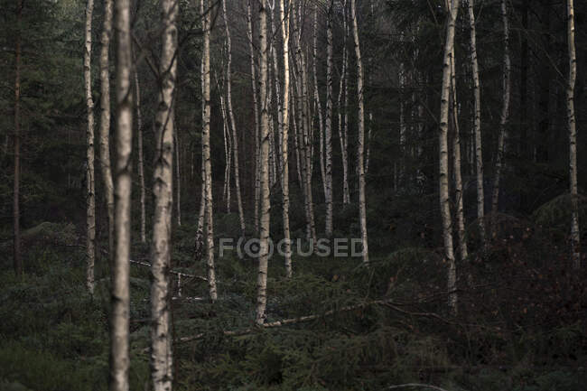 Troncos de árboles en el bosque - foto de stock