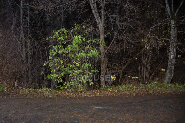 Árvores por estrada rural — Fotografia de Stock
