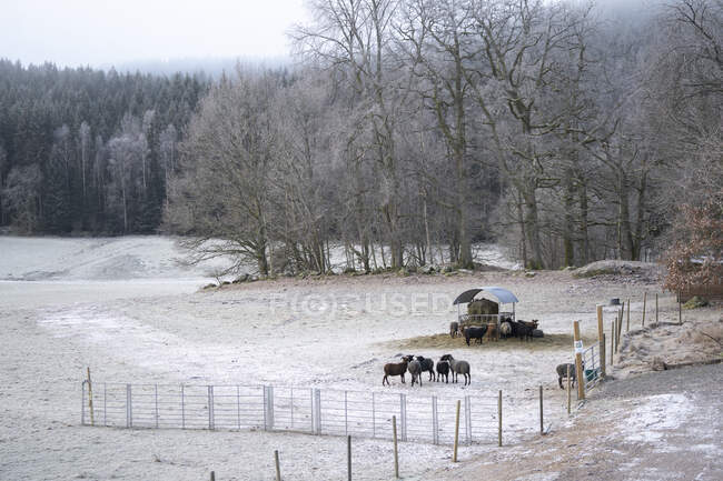 Schafe auf der verschneiten Koppel — Stockfoto