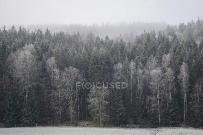 Vista panorâmica da Floresta sob nevoeiro — Fotografia de Stock