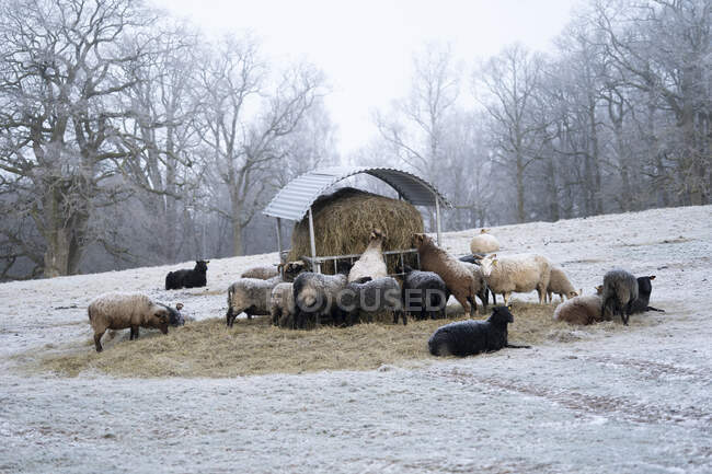 Ovejas en paddock nevado - foto de stock