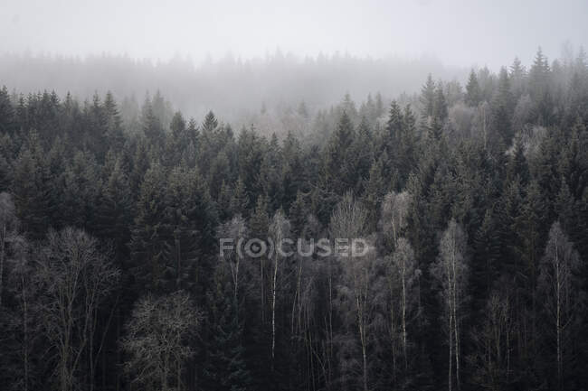 Scenic view of Forest under fog — Fotografia de Stock