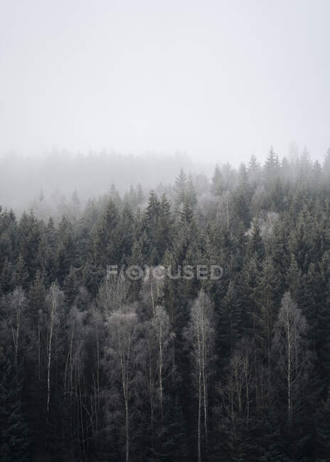 Vista panorâmica da Floresta sob nevoeiro — Fotografia de Stock