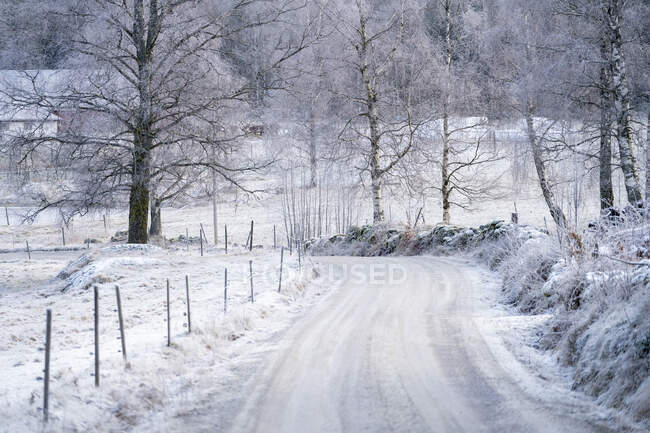 Arbres et route rurale avec neige en hiver — Photo de stock
