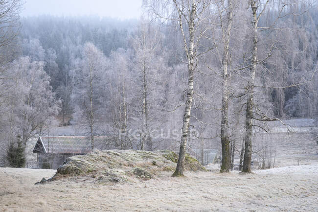 Arbres et champs en hiver — Photo de stock
