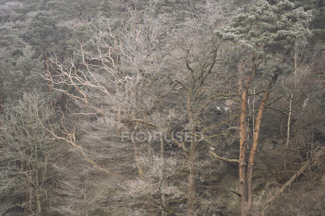 Vista panorámica de los árboles y el invierno - foto de stock